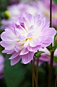 DAHLIA SANDY MELODY