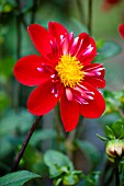 DAHLIA TRELYN CRIMSON