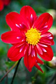 DAHLIA TRELYN CRIMSON