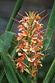 HEDYCHIUM X RAFFILLII