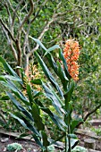 HEDYCHIUM X RAFFILLII AT RHS GARDEN WISLEY