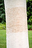 BETULA UTILIS VAR JACQUEMONTII SILVER SHADOW