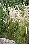 STIPA ICHU