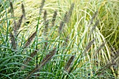 PENNISETUM ALOPECUROIDES RED HEAD WITH CORTADERIA SELLOANA AUREOLINEATA GOLD BAND GROWING BEHIND