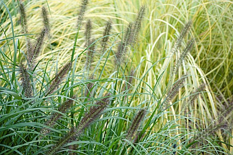 PENNISETUM_ALOPECUROIDES_RED_HEAD_WITH_CORTADERIA_SELLOANA_AUREOLINEATA_GOLD_BAND_GROWING_BEHIND