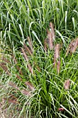 PENNISETUM ALOPECUROIDES RED HEAD