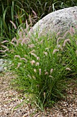 PENNISETUM ORIENTALE KARLEY ROSE