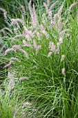 PENNISETUM ORIENTALE KARLEY ROSE