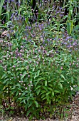 PHYSOSTEGIA VIRGINIANA VIVID