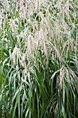 MISCANTHUS SINENSIS ROLAND