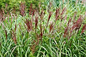 MISCANTHUS SINENSIS ROTFUCHS THE RED FOX