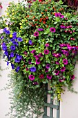 WALL PLANTERS FILLED WITH PETUNIAS AND FUCHSIAS