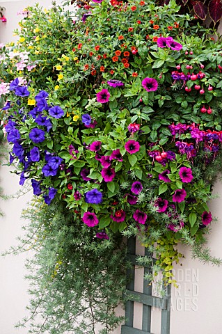 WALL_PLANTERS_FILLED_WITH_PETUNIAS_AND_FUCHSIAS