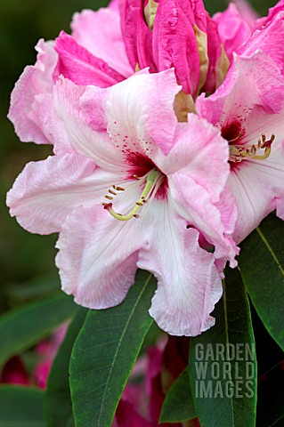 RHODODENDRON_COTTON_CANDY