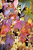 PARTHENOCISSUS QUINQUEFOLIA