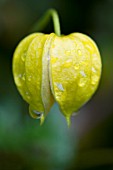 CLEMATIS BILL MACKENZIE