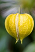 CLEMATIS BILL MACKENZIE