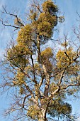 BUNCHES OF MISTLETOE VISCUM ALBUM GROWING IN TREE BRANCHES