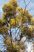 BUNCHES OF MISTLETOE VISCUM ALBUM GROWING IN TREE BRANCHES