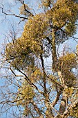 BUNCHES OF MISTLETOE VISCUM ALBUM GROWING IN TREE BRANCHES