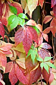 PARTHENOCISSUS QUINQUEFOLIA