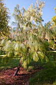 PINUS PATULA