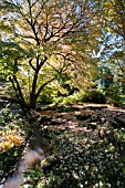 CERCIDIPHYLLUM JAPONICUM AT BATSFORD ARBORETUM