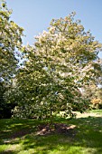 POLIOTHYRSIS SINENSIS GROWING AT BATSFORD ARBORETUM