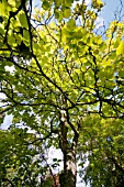 CATALPA SPECIOSA