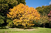 ACER PALMATUM SANGOKAKU AT BATSFORD ARBORETUM