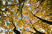 ACER PALMATUM SANGOKAKU AT BATSFORD ARBORETUM