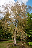 BETULA ROCKII