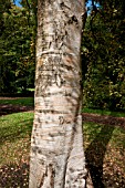 BETULA ROCKII