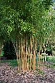 PHYLLOSTACHYS AUREOSULCATA F SPECTABILIS