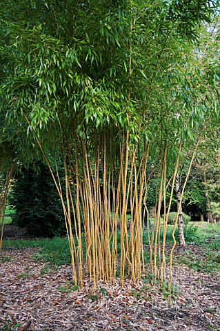 PHYLLOSTACHYS_AUREOSULCATA_F_SPECTABILIS