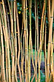 PHYLLOSTACHYS AUREOSULCATA F SPECTABILIS