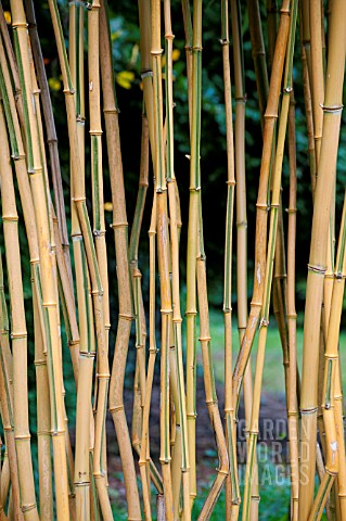 PHYLLOSTACHYS_AUREOSULCATA_F_SPECTABILIS