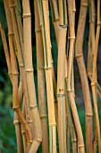 PHYLLOSTACHYS AUREOSULCATA F SPECTABILIS