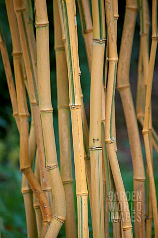 PHYLLOSTACHYS_AUREOSULCATA_F_SPECTABILIS