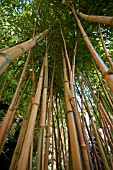 PHYLLOSTACHYS AUREOSULCATA F SPECTABILIS