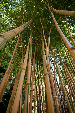 PHYLLOSTACHYS_AUREOSULCATA_F_SPECTABILIS