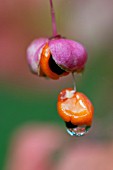 EUONYMUS VERRUCOSUS SEED