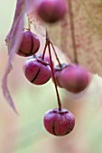 EUONYMUS OXYPHYLLUS