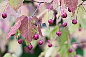 EUONYMUS OXYPHYLLUS