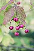 EUONYMUS OXYPHYLLUS