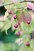 EUONYMUS OXYPHYLLUS