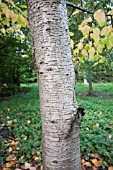 BETULA MAXIMOWICZIANA