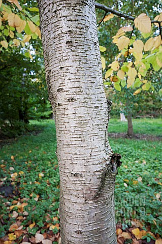 BETULA_MAXIMOWICZIANA