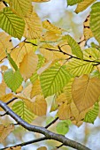 BETULA MAXIMOWICZIANA