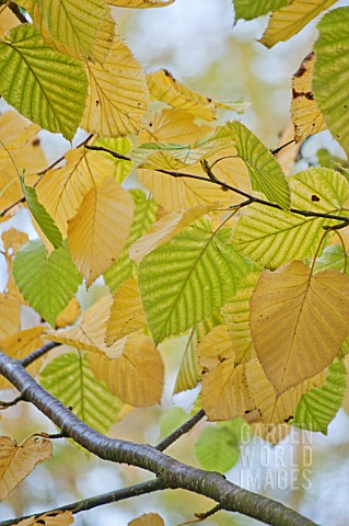 BETULA_MAXIMOWICZIANA